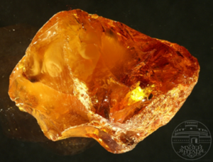 II International research and practical conference «Baltic amber and resins of the Earth»